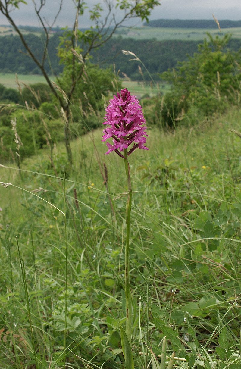 800px-Anacamptis_pyramidalis_plant